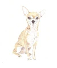 Chihuahua