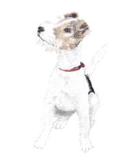 Fox terrier