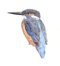 Ijsvogel