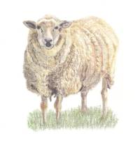 Schaap